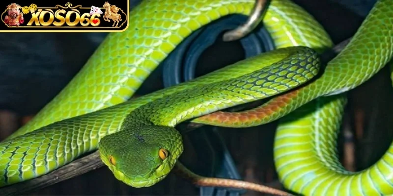 Mơ thấy rắn đánh còn gì để trúng thưởng